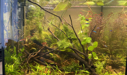 aquarium Amazonien