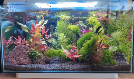 aquarium 25L
