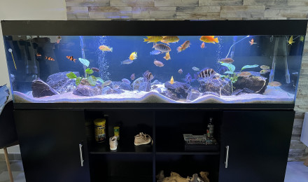 aquarium Cichlidés