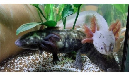 aquarium Naissance des bébés de la ponte Arlequins