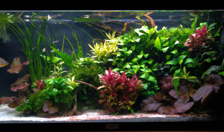 aquarium MOONLIGHT SHADOW