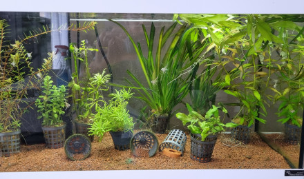 aquarium Aquarium hopital