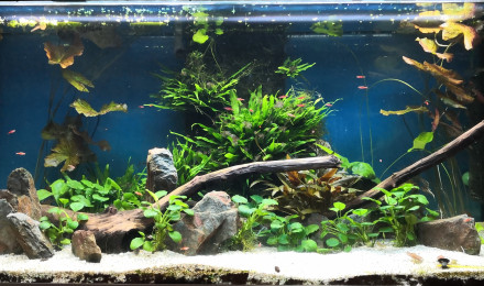 aquarium Eheim planté