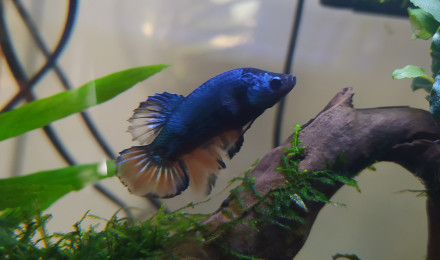 aquarium Mon aquarium 40L