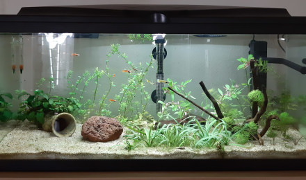 aquarium 74L