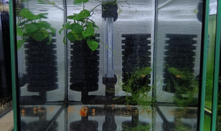 aquarium 441 Quarantaine Fundulopanchax gardneri Nsukka