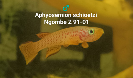 aquarium 331 Aphyosemion schioetzi Ngombe Z 91-01