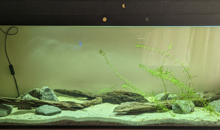 aquarium Asiatique 300L