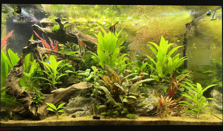 aquarium Scalaire world