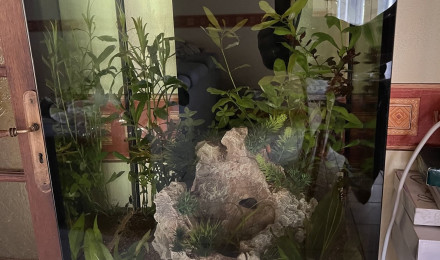 aquarium Aquatlantis 96L - Mauvais Départ