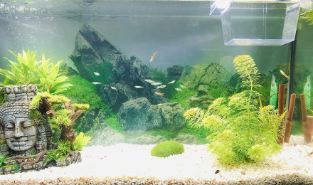 aquarium BAC PRINCIPAL
