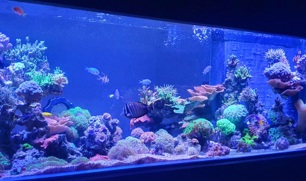 aquarium Aqua recifal