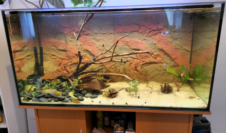 aquarium 360 litres brut Amazonien