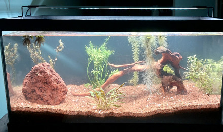 aquarium Bac killis 60L