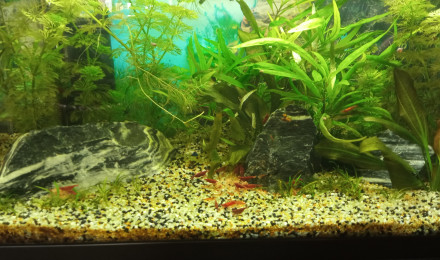 aquarium 60 L