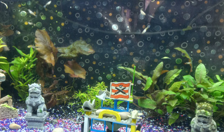 aquarium Spécial guppys et corydoras