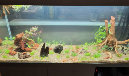 aquarium Inspiration Amazonie 240L