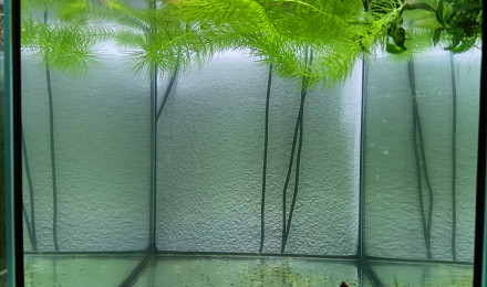 aquarium 433 Libre Aphyosemion australe  Cap Lopez