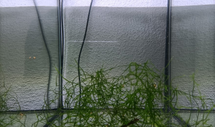 aquarium 434 Jeune couple Aphyosemion australe doré