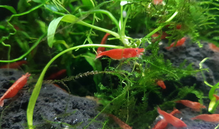 aquarium Cherrys