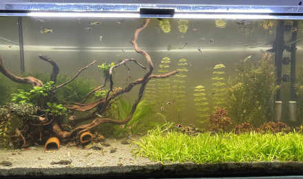 aquarium 300L Guppy Néon Nez rouge Ancistrus Corydoras Julii Red cherry Caridina Japonica