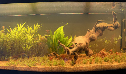 aquarium 450 amazonien