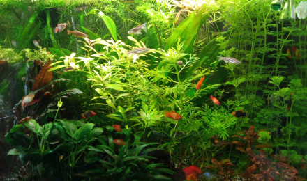 aquarium Premier bac