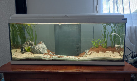 aquarium nouveau projet