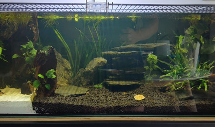 aquarium Turtle home