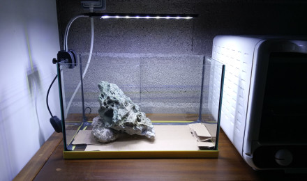 aquarium Projet nano low-tech rythme saisonnier