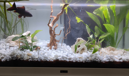 aquarium Bubulle