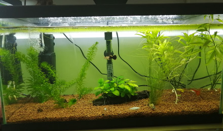 aquarium 70 L