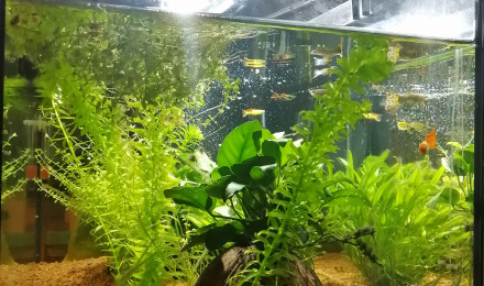 aquarium 80L