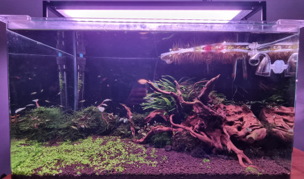 aquarium Bac 80L Galaxy Néo et Japonica