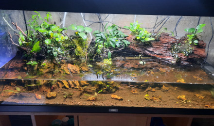 aquarium Palludarium