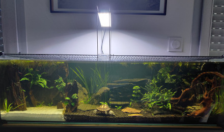 aquarium Turtle home