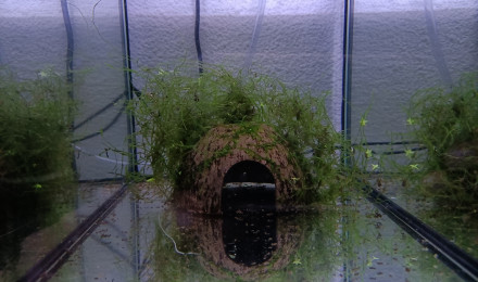 aquarium 133 Futur couple reproducteur Aphyosemion jeanhuberi Malinga GBG 93-20