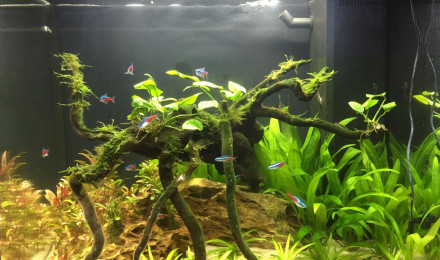 aquarium Amazonien