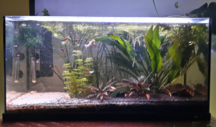 aquarium Corys et néons