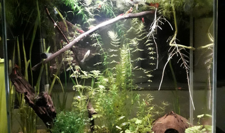 aquarium Endler