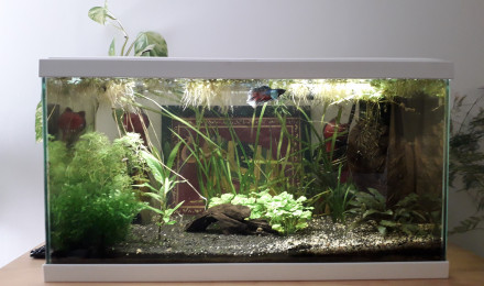 aquarium Betta