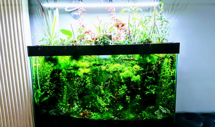 aquarium Bornéo aquascape jungle