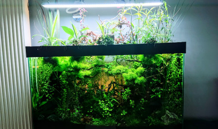 aquarium Bornéo aquascape jungle