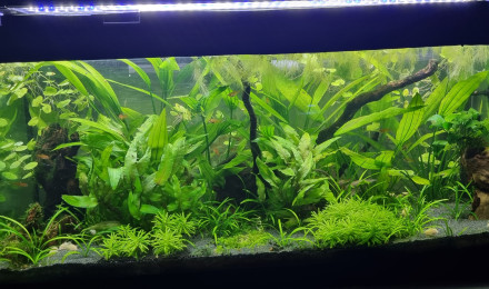 aquarium Salon