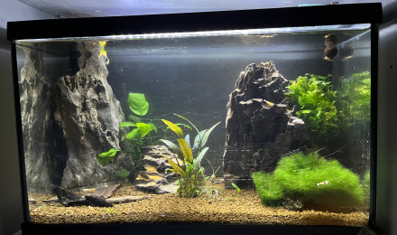 aquarium SNOW  ET PURE RED LINE