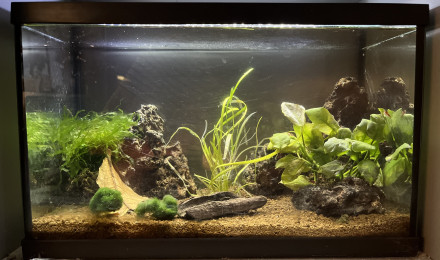 aquarium Super Crystal Red et  Super Red Crystal Santa