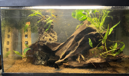 aquarium Crabe Panthere et Guppy endlers