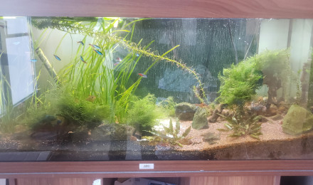 aquarium Aqua 1
