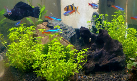 aquarium Aquarium Nano cubic
