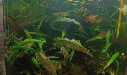 aquarium 20 litres asiatique